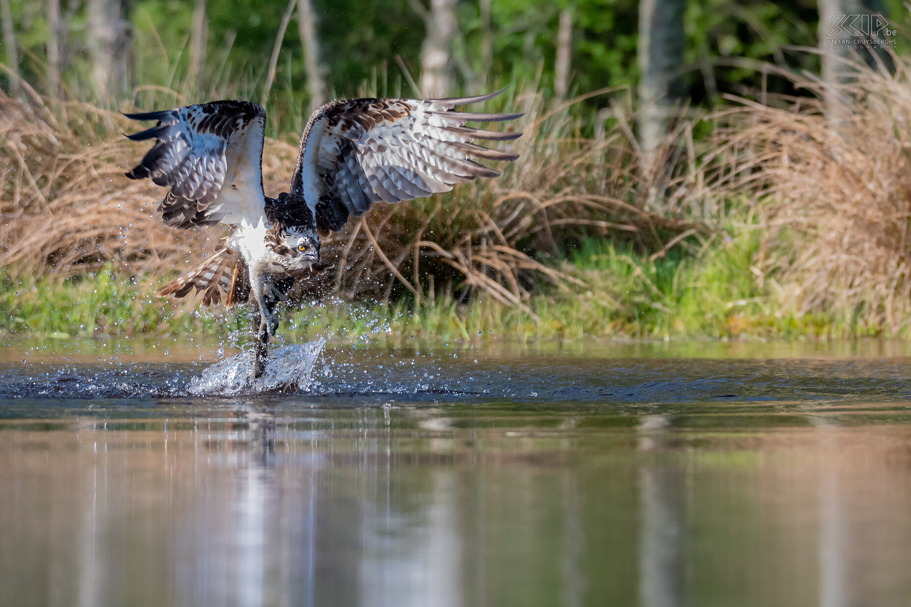 Rothiemurchus - Visarend Visarenden werden eind 19e eeuw in het grootste deel van het VK met uitsterven bedreigd. Visarenden keerden voor het eerst terug in 1954 om er te broeden nabij Loch Garten in Cairngorms Nationaal Park. Ondertussen zijn er toch al terug een 250 broedparen. Visarenden eten vis en vangen ze op spectaculaire wijze terwijl ze naar meren en vijvers duiken en hun klauwen uitstrekken. Als ze duiken halen ze een snelheid van 125km/u. Nadien vliegen ze weg met de vangst. Stefan Cruysberghs